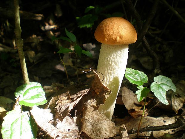 kozák osikový Leccinum albostipitatum den Bakker & Noordel.