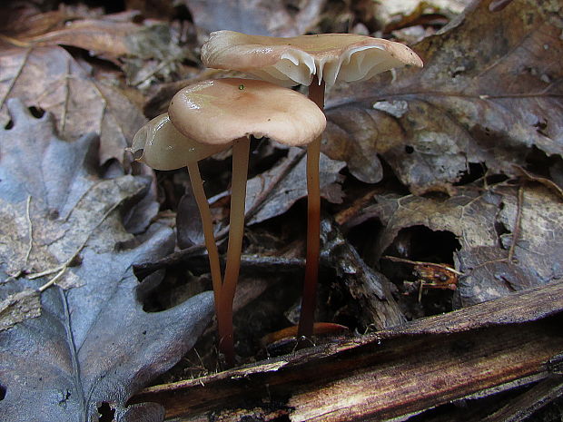 tanečnica orešcová Mycetinis scorodonius (Fr.) A.W. Wilson & Desjardin