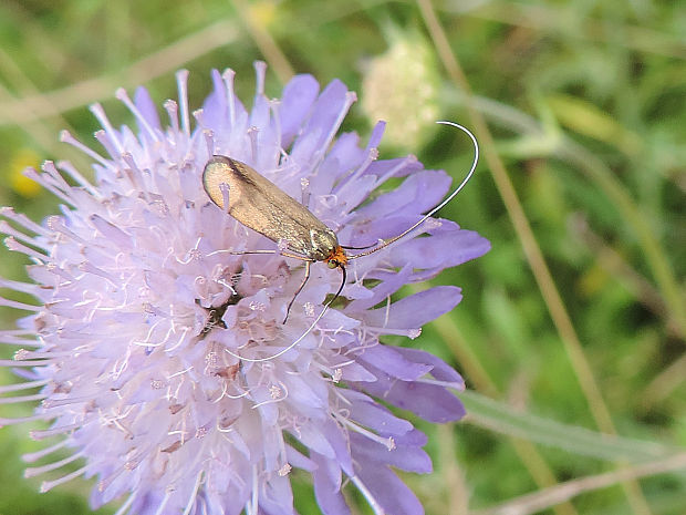 adéla chrastavcová ♀ Nemophora metallica Poda, 1761