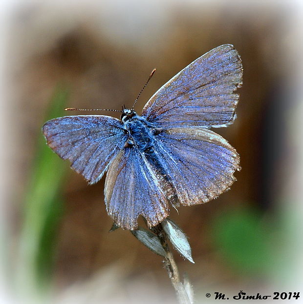 modráčik čiernoobrúbený Plebejus argus