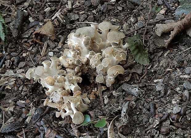 trúdnik klobúčkatý Polyporus umbellatus (Pers.) Fr.