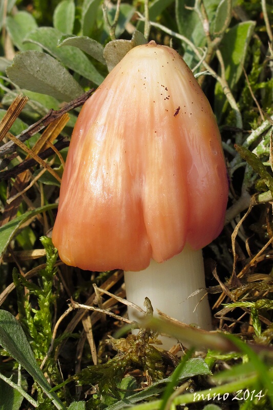 lúčnica ružovočervená Porpolomopsis calyptriformis (Berk.) Bresinsky