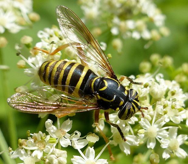 pestrica Spilomyia manicata Rondani, 1865