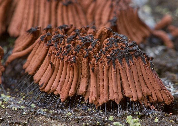 pazderka Stemonitis sp.