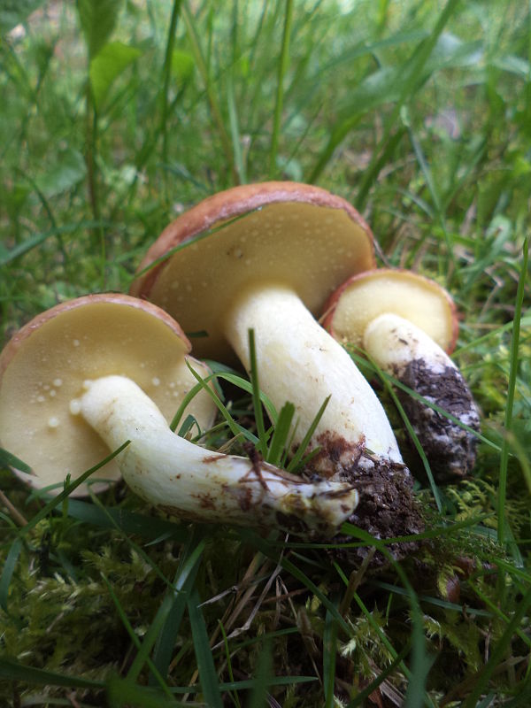 masliak zrnitý Suillus granulatus (L.) Roussel