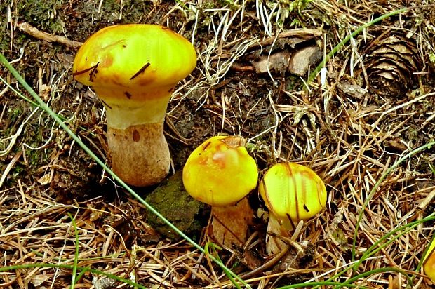 masliak smrekovcový Suillus grevillei (Klotzsch) Singer