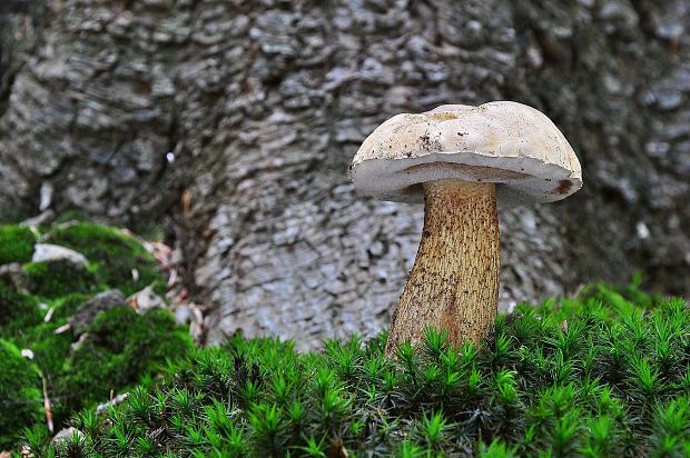 podhríb žlčový Tylopilus felleus (Bull.) P. Karst.