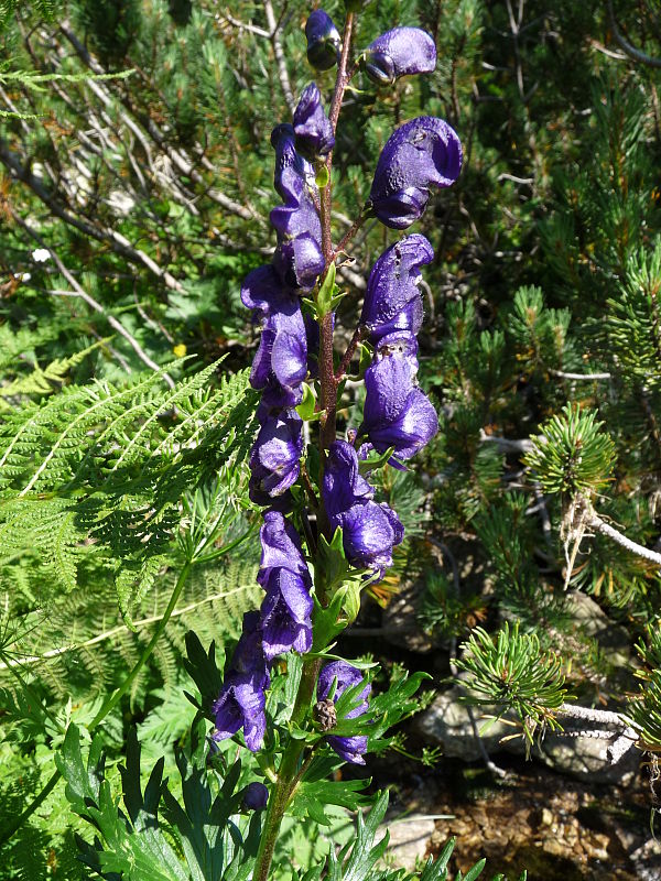 prilbica tuhá Aconitum firmum Rchb.