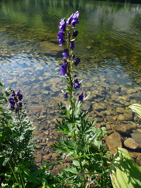 prilbica tuhá Aconitum firmum Rchb.