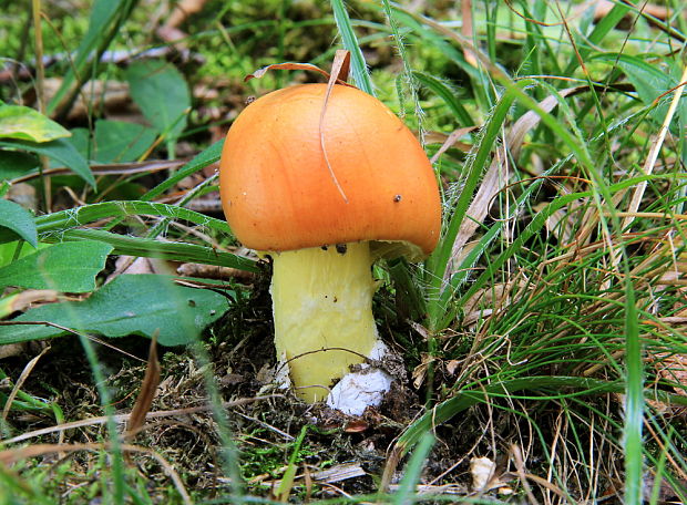 muchotrávka cisárska Amanita caesarea (Scop.) Pers.