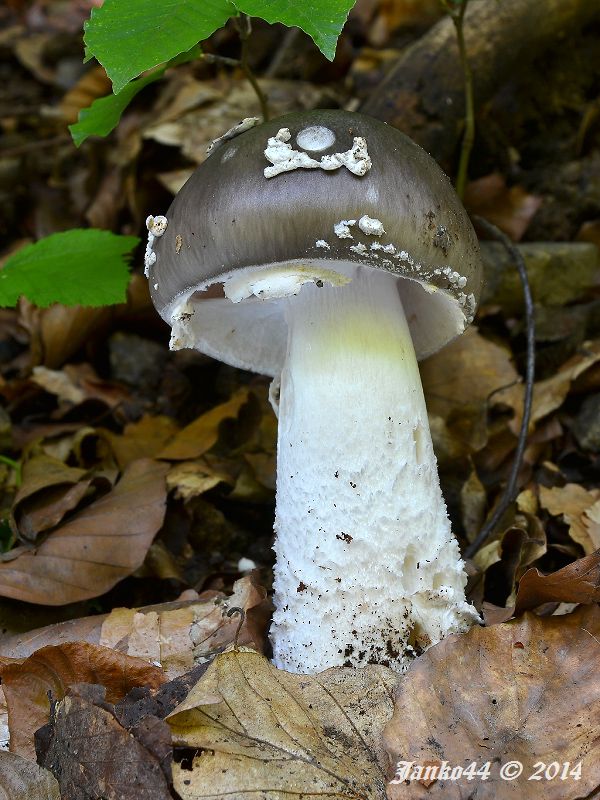 muchotrávka hrubá Amanita excelsa (Fr.) Bertill.