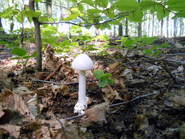 muchotrávka biela Amanita verna (Bull.) Lam.