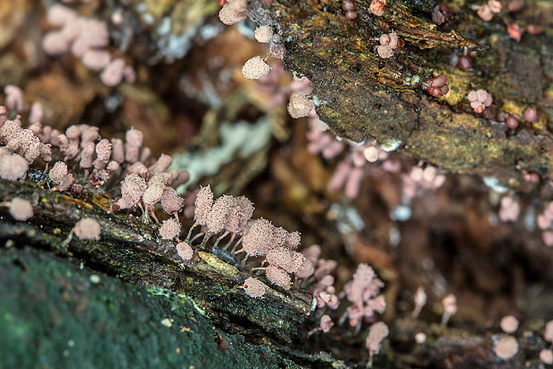 mištička Arcyria sp.