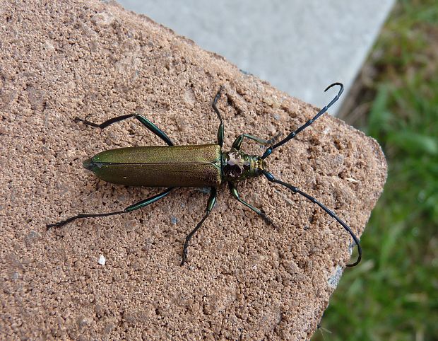 fuzáč Aromia moschata