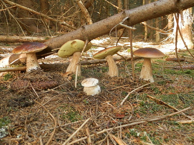 hríb smrekový Boletus edulis Bull.