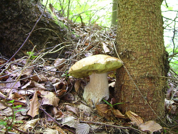 hríb smrekový Boletus edulis Bull.