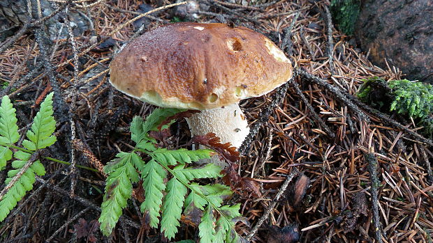 hríb smrekový Boletus edulis Bull.