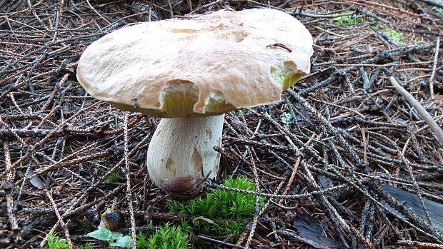 hríb smrekový Boletus edulis Bull.