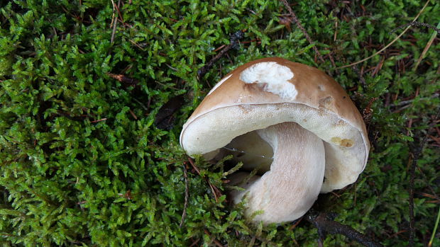 hríb smrekový Boletus edulis Bull.