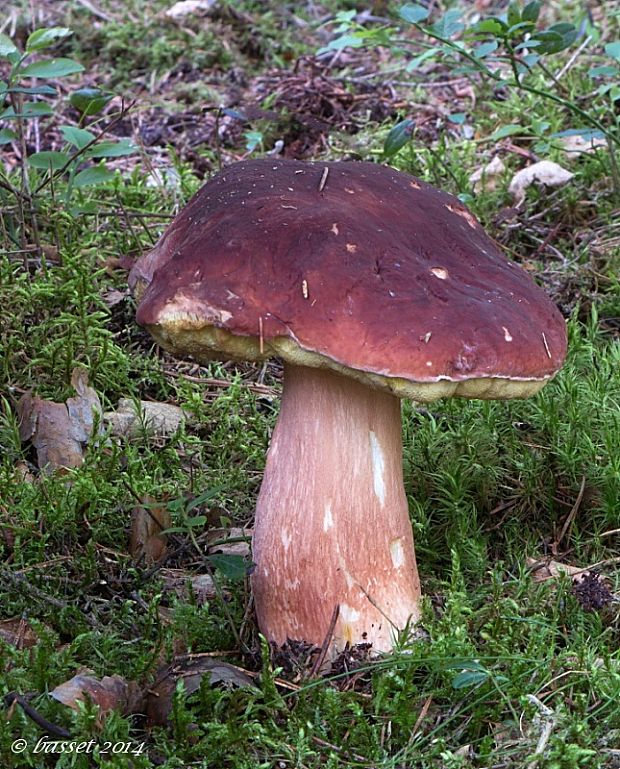 hríb sosnový Boletus pinophilus Pil. et Dermek in Pil.