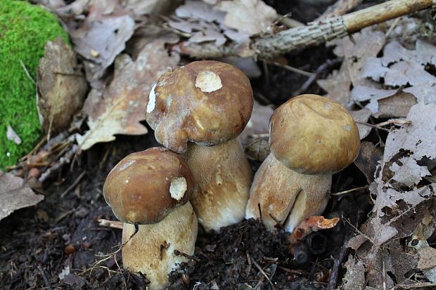 hríb dubový Boletus reticulatus Schaeff.