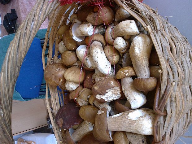 hríb dubový Boletus reticulatus Schaeff.