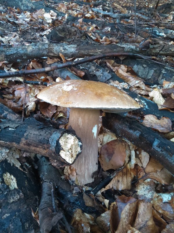 hríb dubový Boletus reticulatus Schaeff.