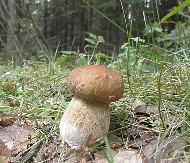 hríb dubový Boletus reticulatus Schaeff.