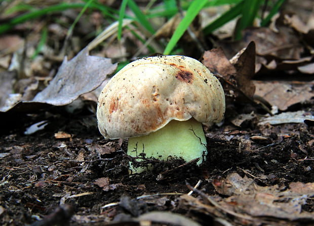 hríb príveskatý Butyriboletus appendiculatus (Schaeff. ex Fr.) Secr.