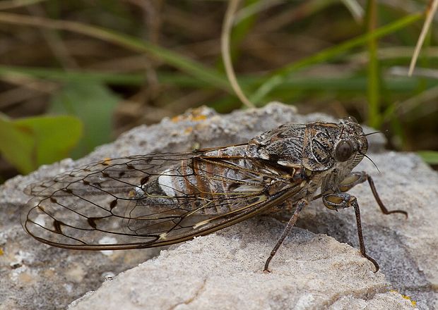 cikáda jaseňová Cicada orni