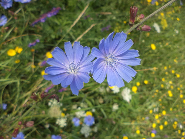 čakanka obyčajná Cichorium intybus L.