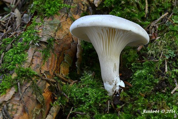 machovka obyčajná Clitopilus prunulus (Scop.) P. Kumm.