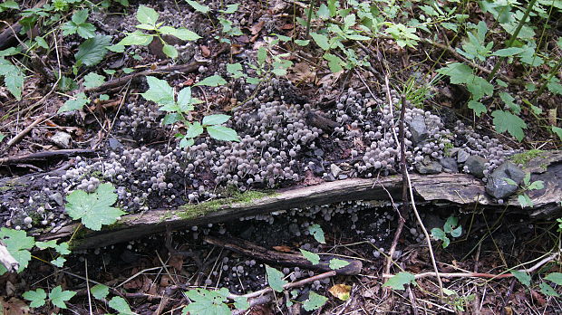 hnojník rozsiaty Coprinellus disseminatus (Pers.) J.E. Lange