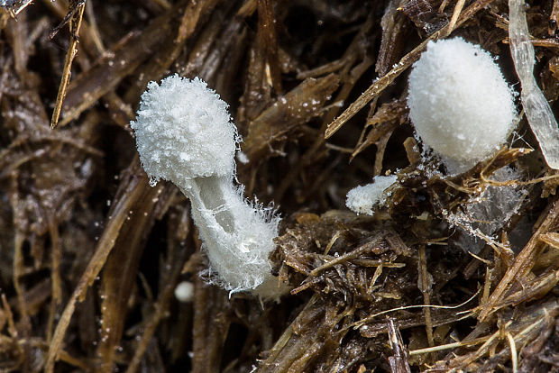 hnojník Coprinus sp.