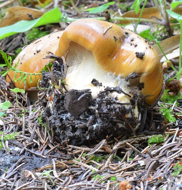 pavučinovec Cortinarius sp.