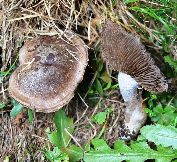 pavučinovec Cortinarius sp.