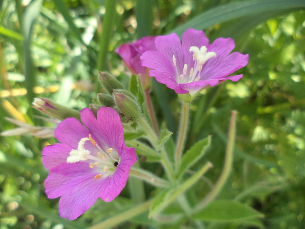 vŕbovka chlpatá Epilobium hirsutum L.