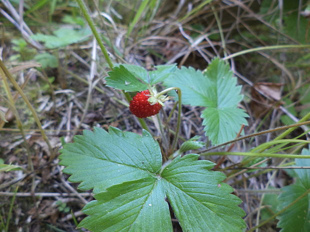 jahoda obyčajná Fragaria vesca L.