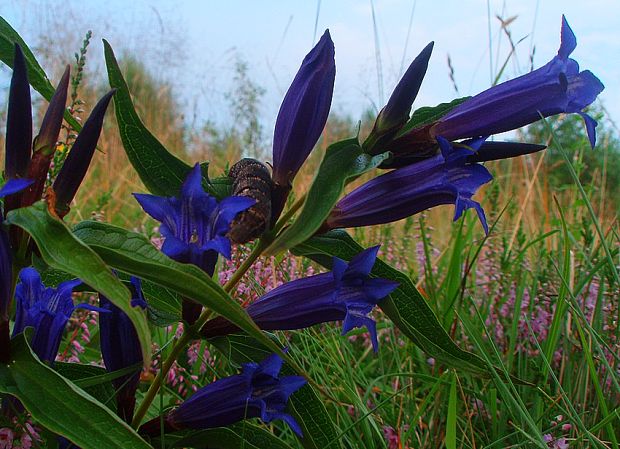 horec luskáčovitý Gentiana asclepiadea L.