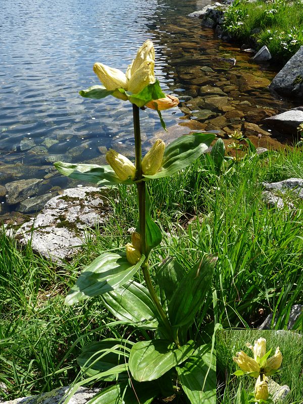 horec bodkovaný Gentiana punctata L.