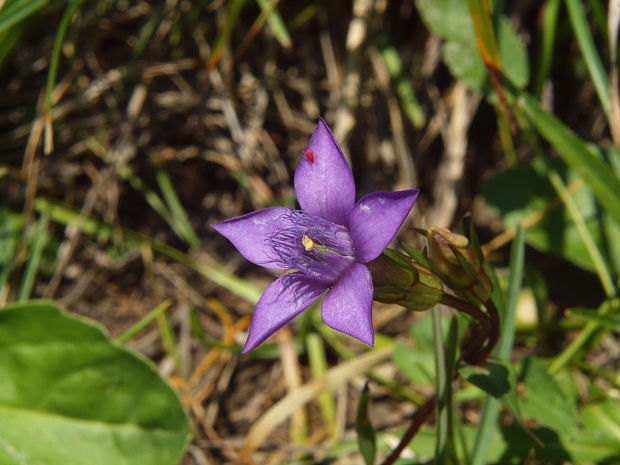 horček fatranský Gentianella fatrae (Borbás) Holub