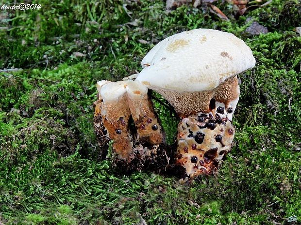 jelenkovka hrdzavohnedá Hydnellum ferrugineum (Fr.) P. Karst.