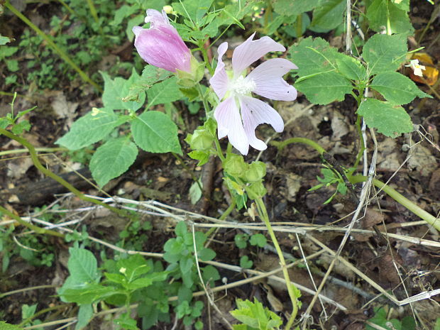 slezovec durínsky Lavatera thuringiaca L.