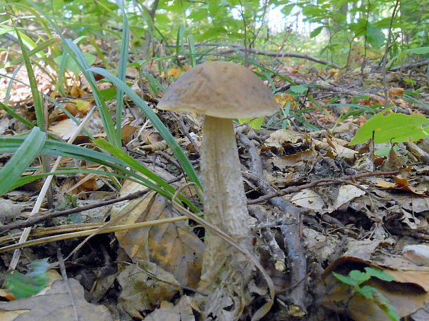 kozák hrabový Leccinum pseudoscabrum (Kallenb.) Šutara