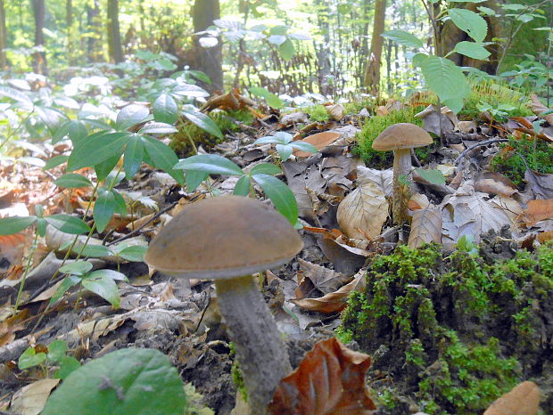 kozák hrabový Leccinum pseudoscabrum (Kallenb.) Šutara