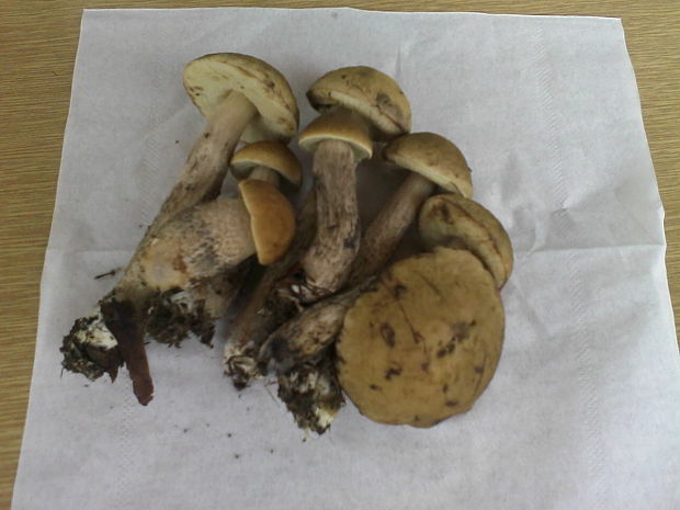 kozák hrabový Leccinum pseudoscabrum (Kallenb.) Šutara