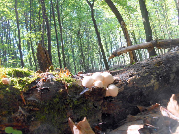 prášnica bradavičnatá Lycoperdon perlatum Pers.