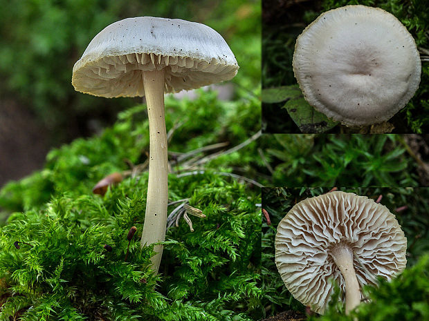 prilbička  Mycena sp.