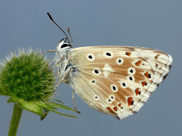 modráčik vikový (sk) / modrásek vikvicový (cz) Polyommatus coridon Poda, 1761