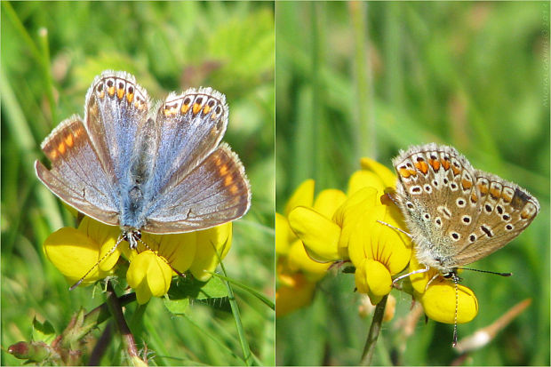 modráčik obyčajný Polyommatus icarus f. caerulea (Fuchs, 1877)